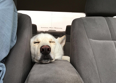 Houston Humane Society | Happy Tail Paxel