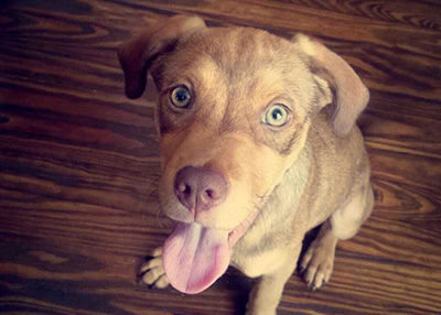 Houston Humane Society | Happy Tail Penny