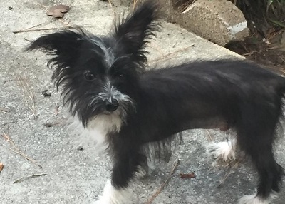 Houston Humane Society | Happy Tail Pepper and Archie