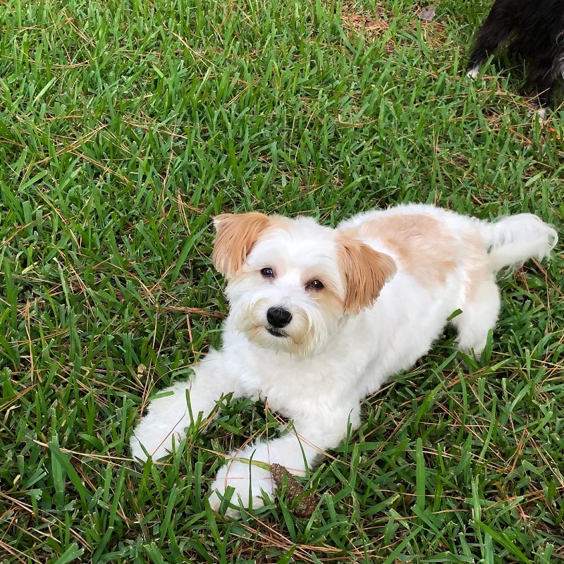 htpepperarchie2