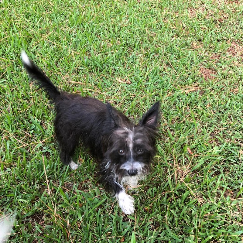 htpepperarchie3