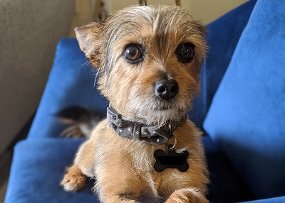 Houston Humane Society | Happy Tail Petey