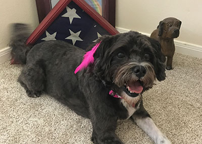 Houston Humane Society | Happy Tail Pippa