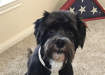 Houston Humane Society | Happy Tail Pippa