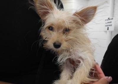 Houston Humane Society | Happy Tail Poppi