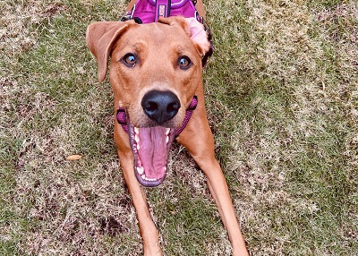 Houston Humane Society | Happy Tail Poppy