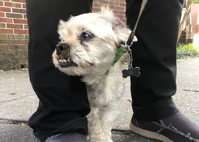 Houston Humane Society | Happy Tail Prince