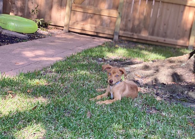 Houston Humane Society | Happy Tail Prince Pancake