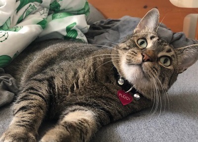 Houston Humane Society | Happy Tail Pudgey
