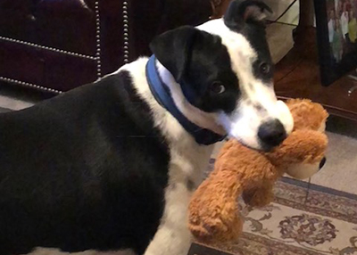 Houston Humane Society | Happy Tail Ranger