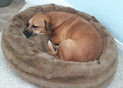 Houston Humane Society | Happy Tail Red