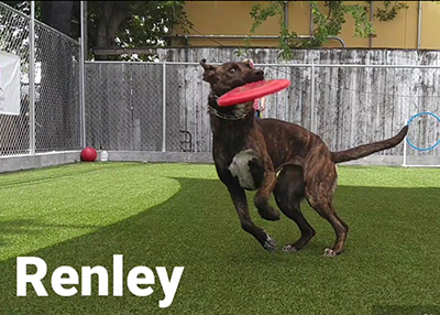 Houston Humane Society | Happy Tail Renley