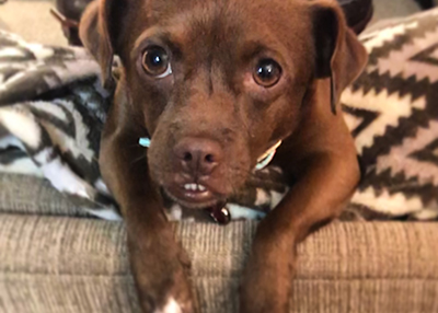 Houston Humane Society | Happy Tail Riley