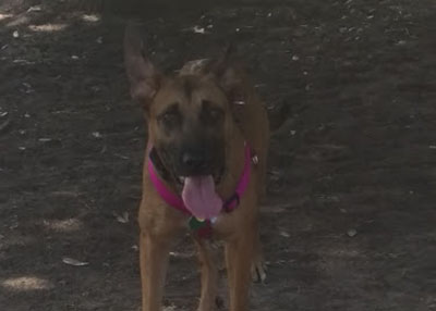 Houston Humane Society Happy Tail Riley