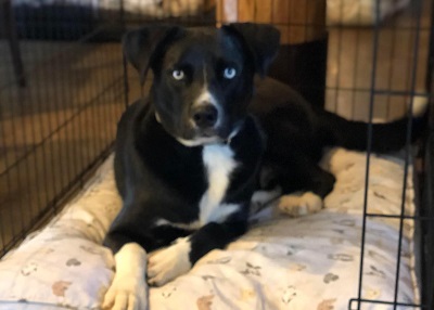 Houston Humane Society | Happy Tail Rio