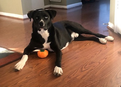 Houston Humane Society | Happy Tail Rio