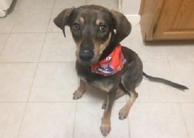 Houston Humane Society | Happy Tail Rocco