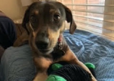 Houston Humane Society | Happy Tail Rocco