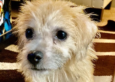 Houston Humane Society | Happy Tail Rocket