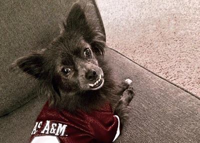 Houston Humane Society | Happy Tail Rocky