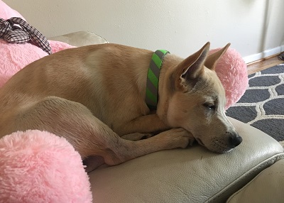 Houston Humane Society | Happy Tail Rocky and Wilbur