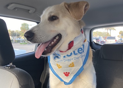 Houston Humane Society | Happy Tail Romeo