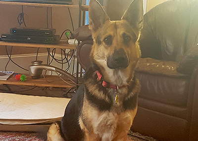 Houston Humane Society | Happy Tail Roxi