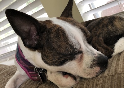 Houston Humane Society | Happy Tail Roxy Girl
