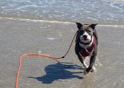 Houston Humane Society | Happy Tail Ruby