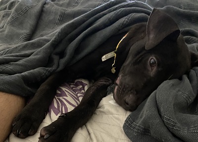 Houston Humane Society | Happy Tail Ruby