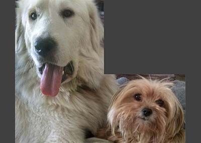 Houston Humane Society | Happy Tail Ruby and Sweet Pea