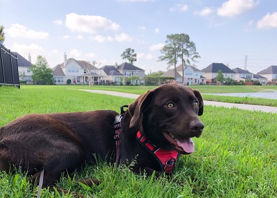 Houston Humane Society | Happy Tail Sadie
