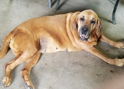 Houston Humane Society | Happy Tail Sam