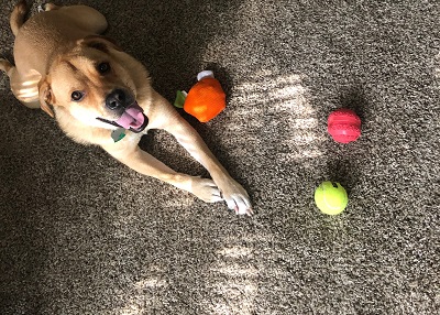 Houston Humane Society | Happy Tail Sam