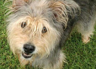 Houston Humane Society | Happy Tail Sandy