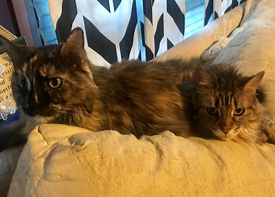 Houston Humane Society | Happy Tail Sappho and Sylvia
