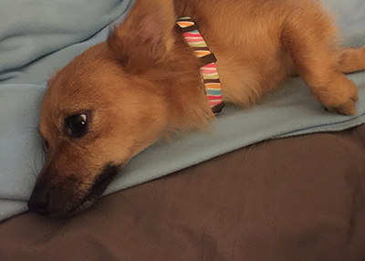 Houston Humane Society | Happy Tail Scarlet