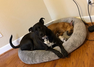 Houston Humane Society | Happy Tail Scarlett
