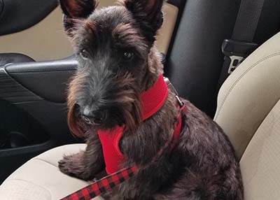 Houston Humane Society | Happy Tail Scotty