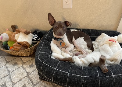 Houston Humane Society | Happy Tail Scout