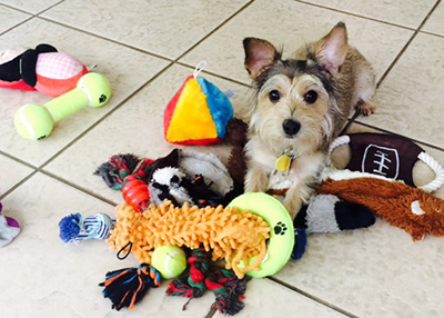 Houston Humane Society | Happy Tail Scrappy