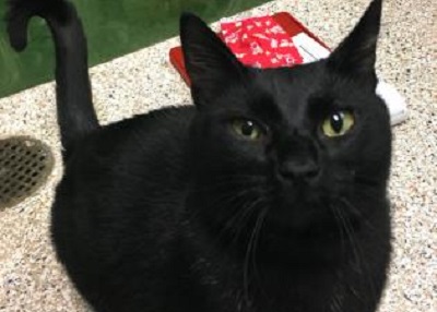 Houston Humane Society | Happy Tail Shadow
