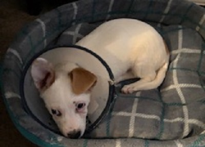 Houston Humane Society | Happy Tail Simone