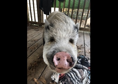 Houston Humane Society | Happy Tail Sir Kevin
