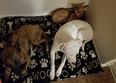 Houston Humane Society | Happy Tail Sisco