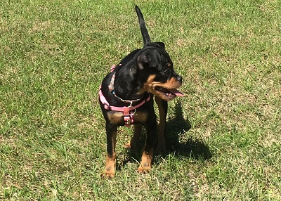 Houston Humane Society | Happy Tail Skye