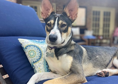 Houston Humane Society | Happy Tail Skye