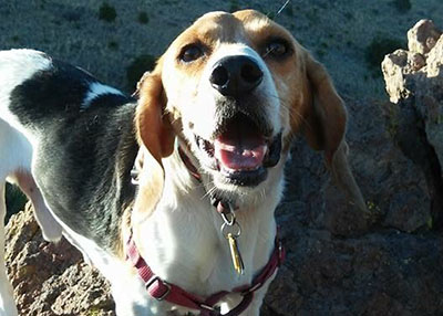 Houston Humane Society | Happy Tail Snoopy