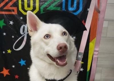 Houston Humane Society | Happy Tail Snow