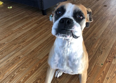 Houston Humane Society | Happy Tail Socks